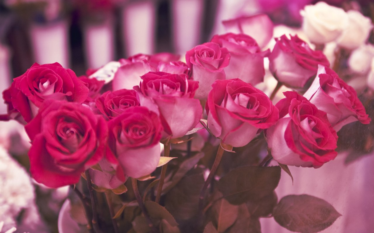 Обои cvety, rozy, podarok, gift разрешение 2680x1776 Загрузить