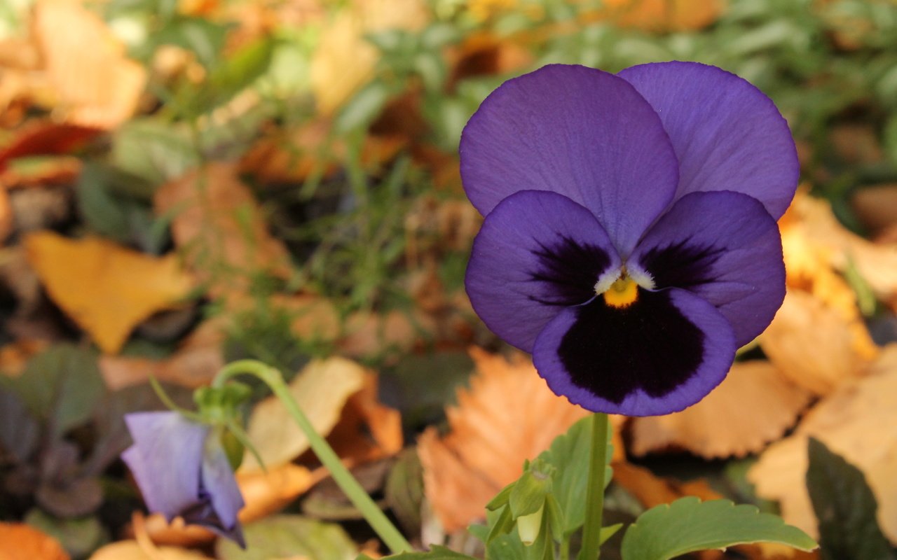 Обои цветок, фиолетовый, анютины глазки, fioletovyj, cvetok, osen, fialka, фиалка, flower, purple, pansy, violet разрешение 4272x2848 Загрузить