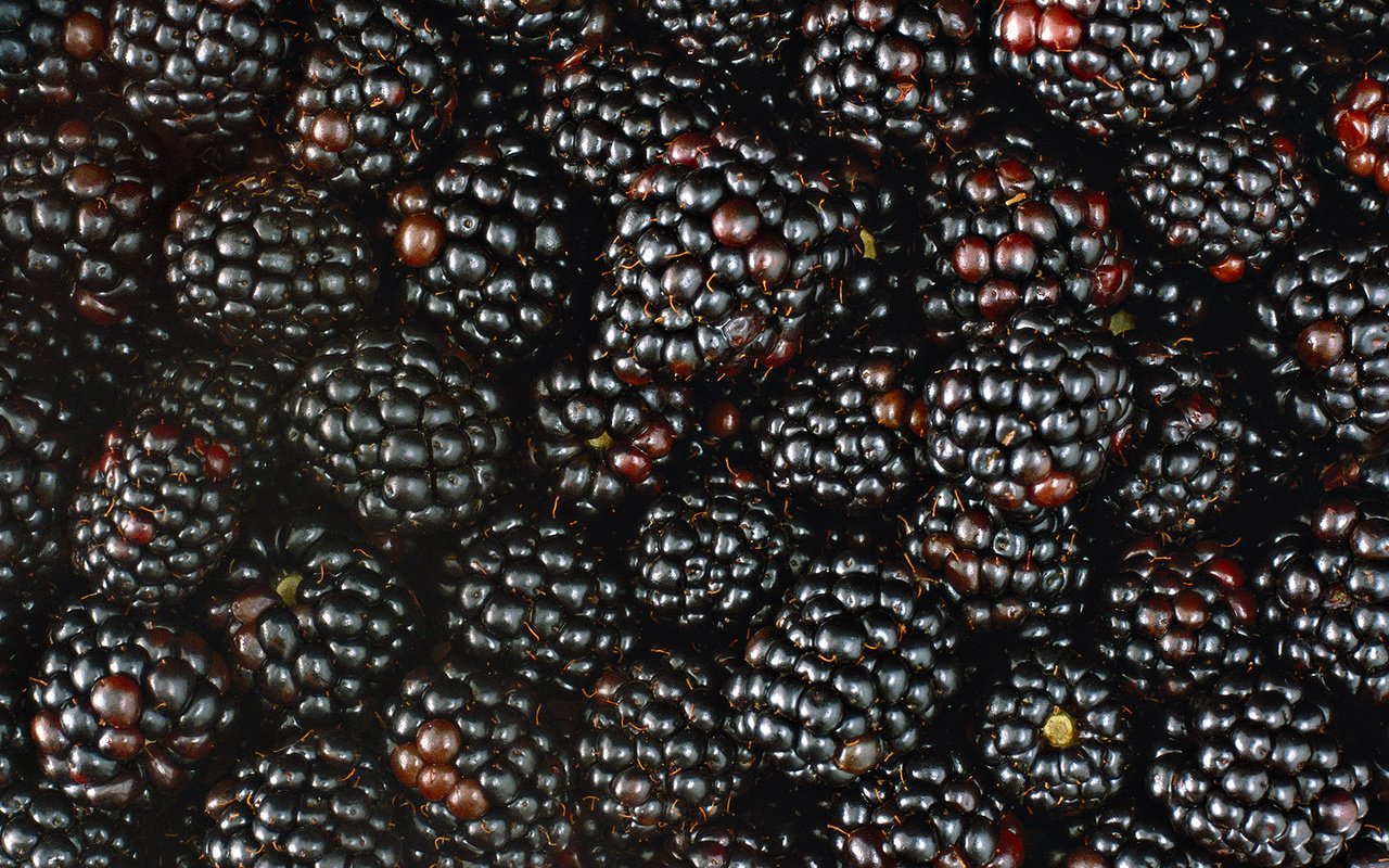 Обои макро, ягода, ягоды, много, ежевика, macro, berry, berries, a lot, blackberry разрешение 1920x1080 Загрузить