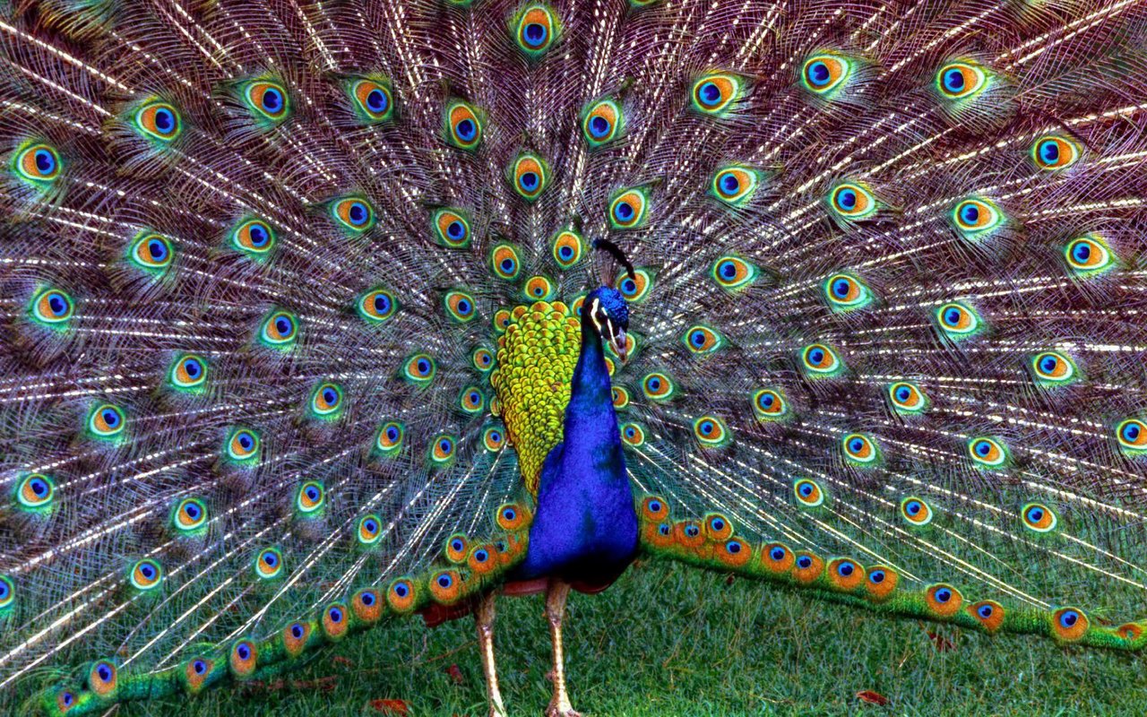 Обои трава, птица, павлин, перья, красивый, хвост, grass, bird, peacock, feathers, beautiful, tail разрешение 1920x1200 Загрузить