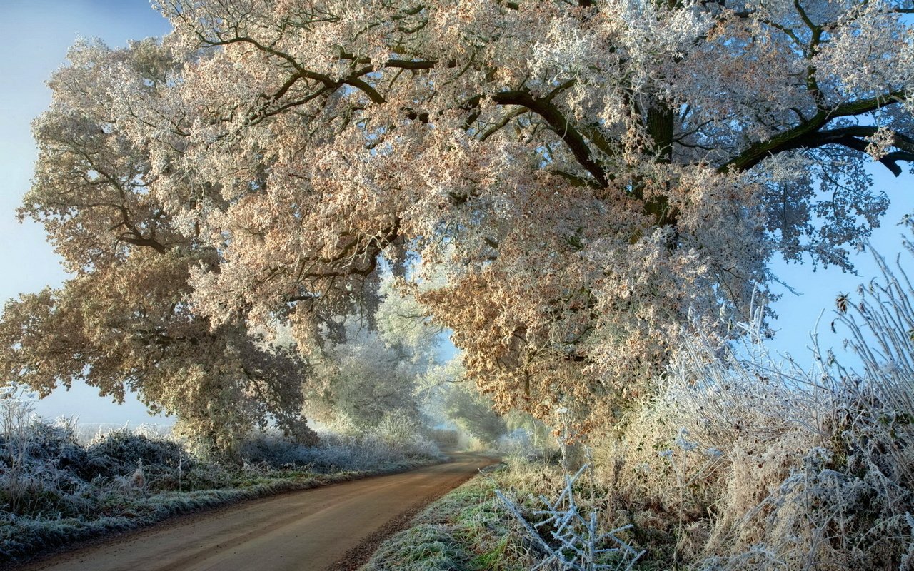 Обои дорога, деревья, дерево, мороз, иней, осень, road, trees, tree, frost, autumn разрешение 1920x1200 Загрузить