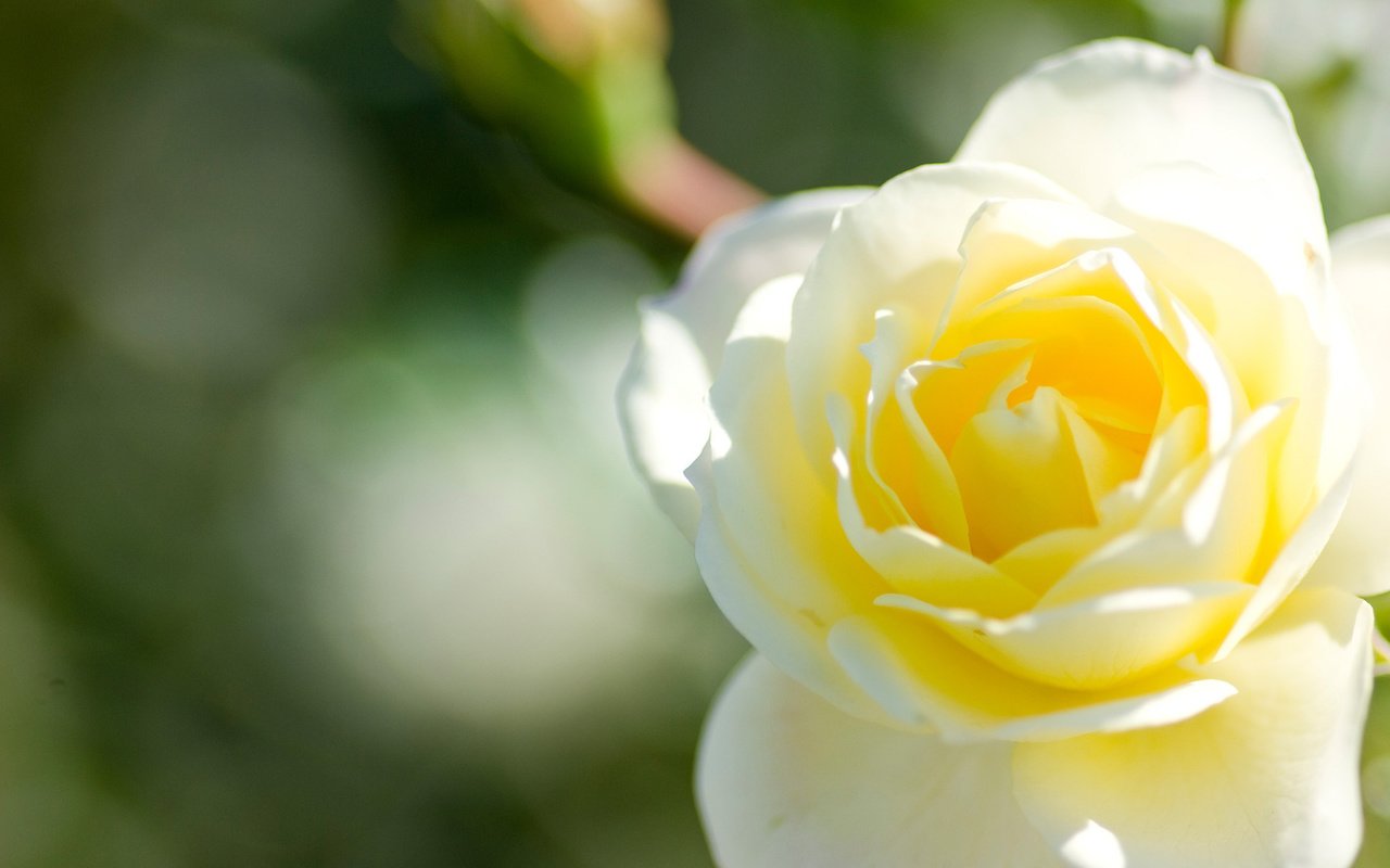 Обои макро, цветок, роза, лепестки, бутон, белая, macro, flower, rose, petals, bud, white разрешение 1920x1200 Загрузить