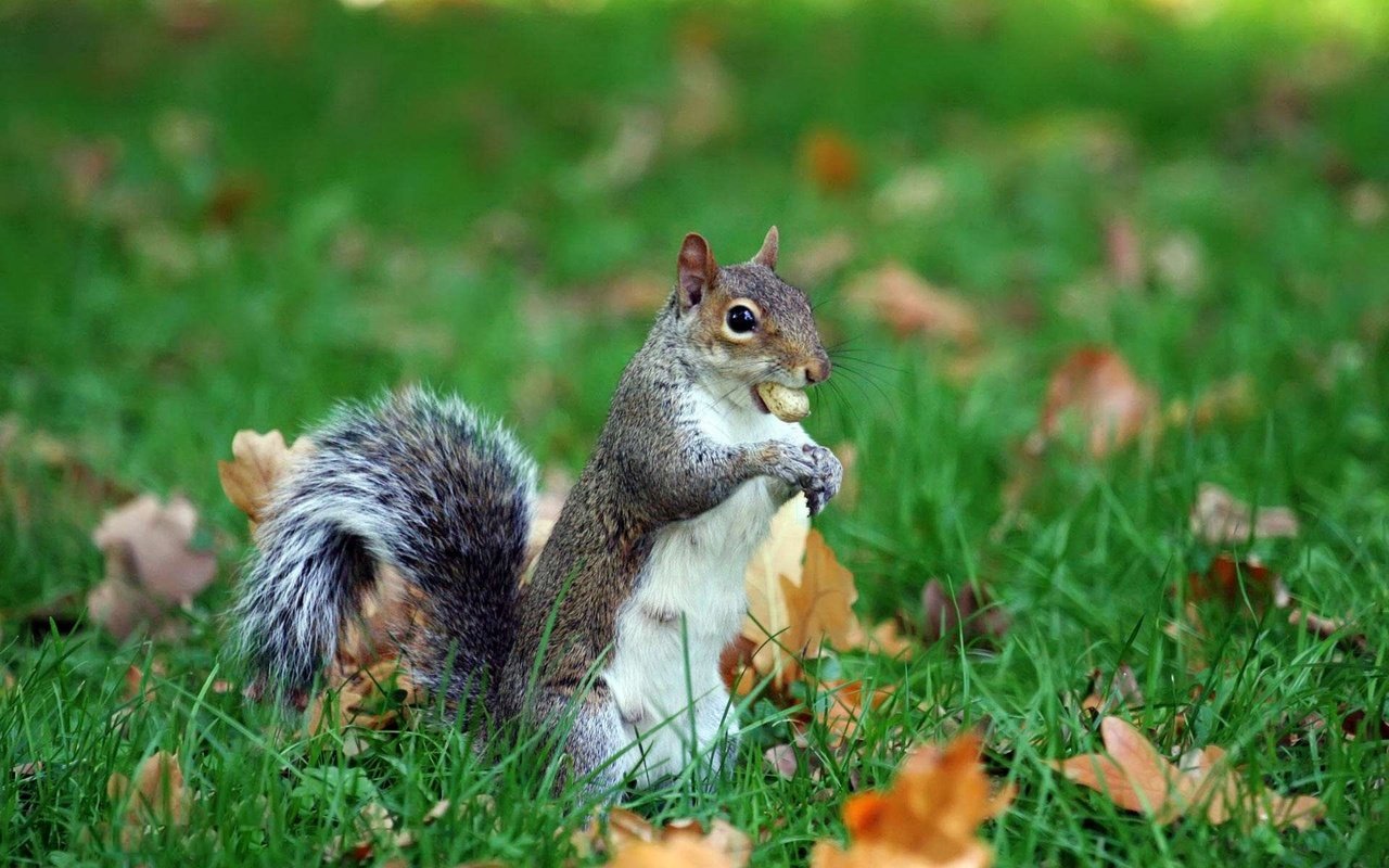 Обои трава, листья, животное, белка, хвост, орех, grass, leaves, animal, protein, tail, walnut разрешение 1920x1200 Загрузить