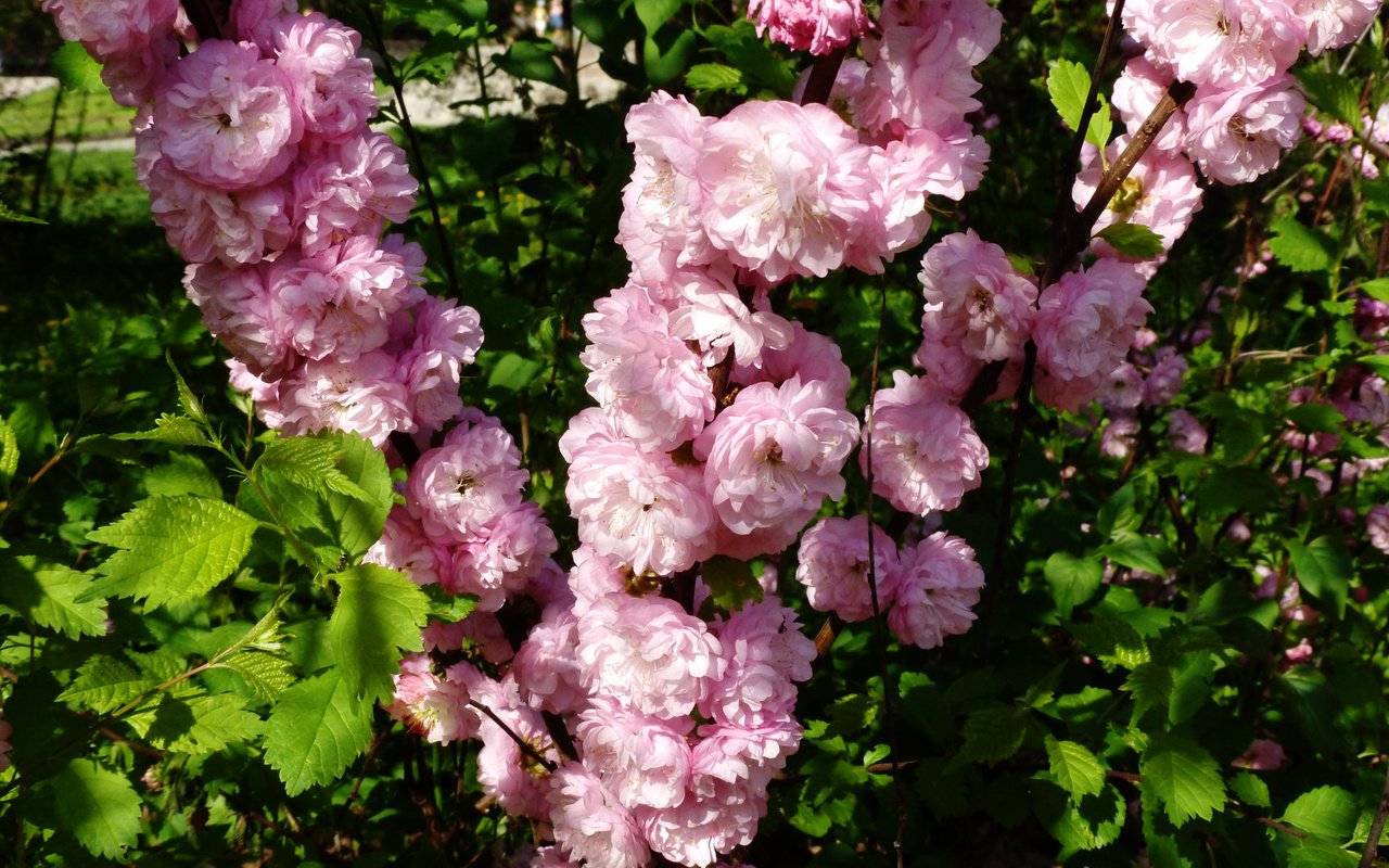 Обои киев, botanicheskij sad, maj, rozovye cvety, kiev, owner разрешение 2160x1620 Загрузить