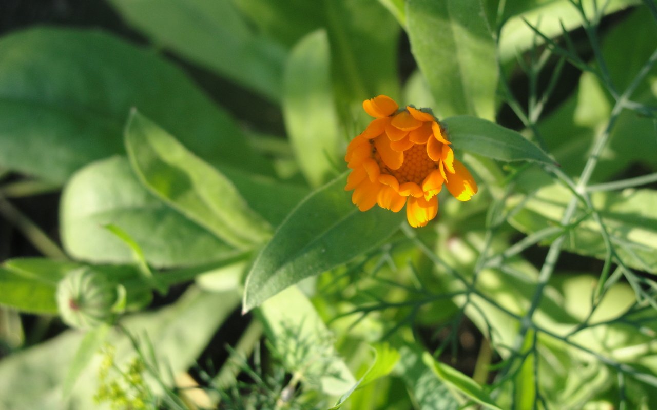 Обои зелень, листья, макро, лето, календула, greens, leaves, macro, summer, calendula разрешение 3648x2736 Загрузить