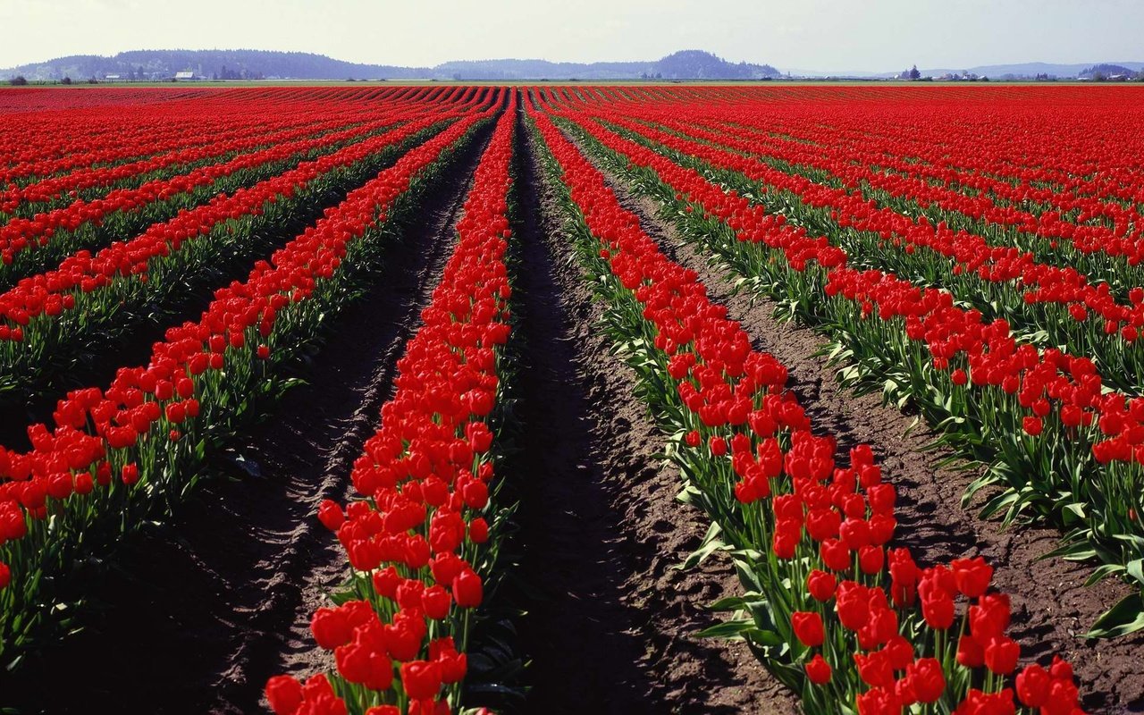 Обои поле, тюльпаны, голландия, field, tulips, holland разрешение 3750x1200 Загрузить