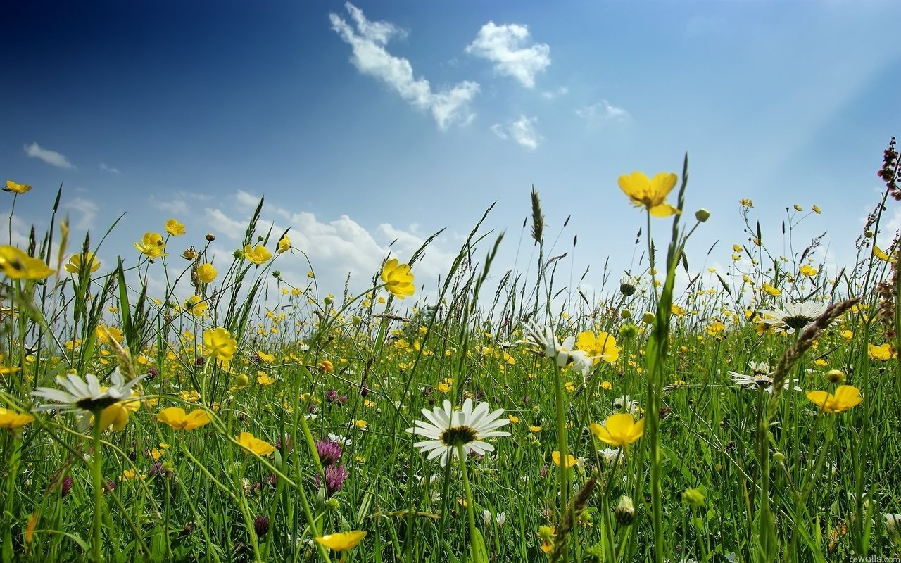 Обои цветы, поле, ромашка, полевые, flowers, field, daisy разрешение 1920x1200 Загрузить