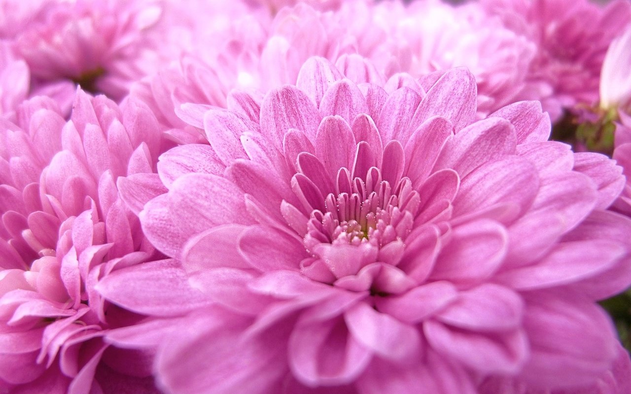 Обои цветы, макро, розовые, георгины, flowers, macro, pink, dahlias разрешение 1920x1080 Загрузить