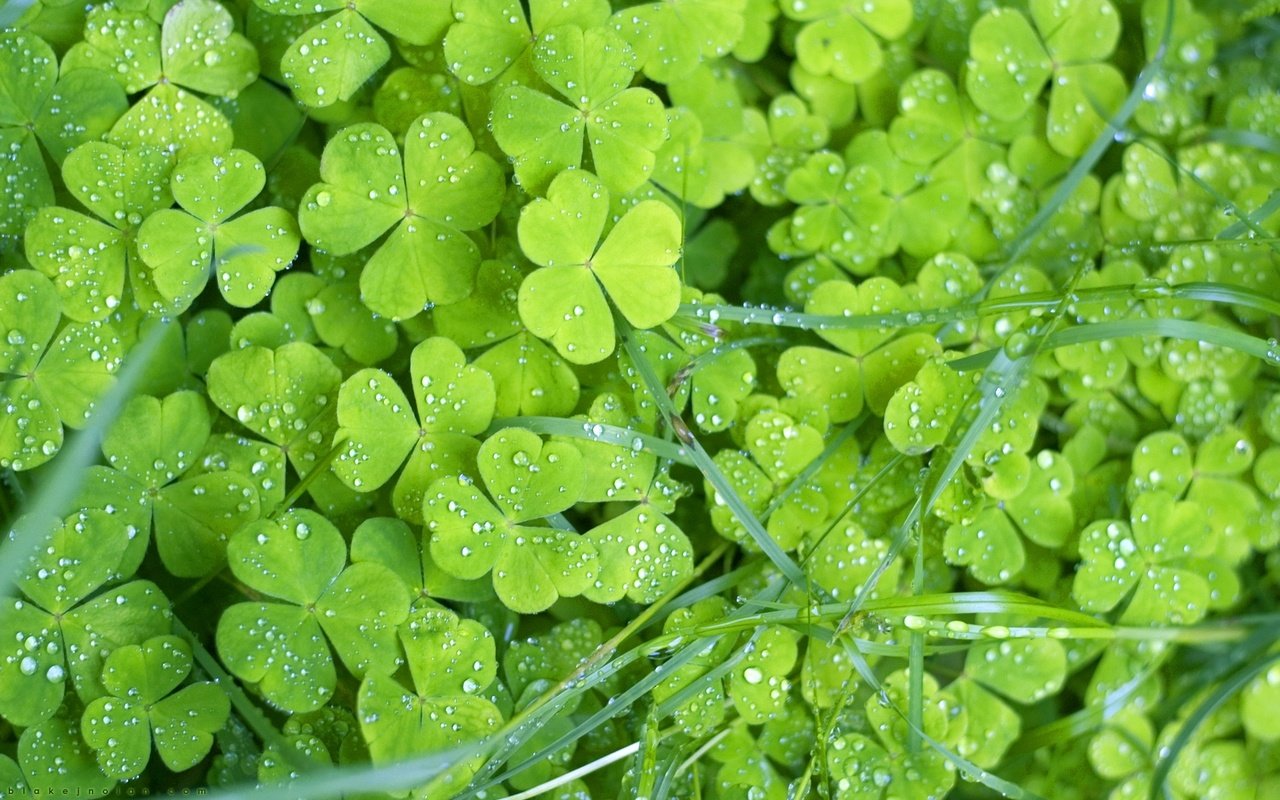 Обои трава, клевер, листья, макро, роса, капли, растение, трилистник, grass, clover, leaves, macro, rosa, drops, plant, shamrock разрешение 1920x1200 Загрузить