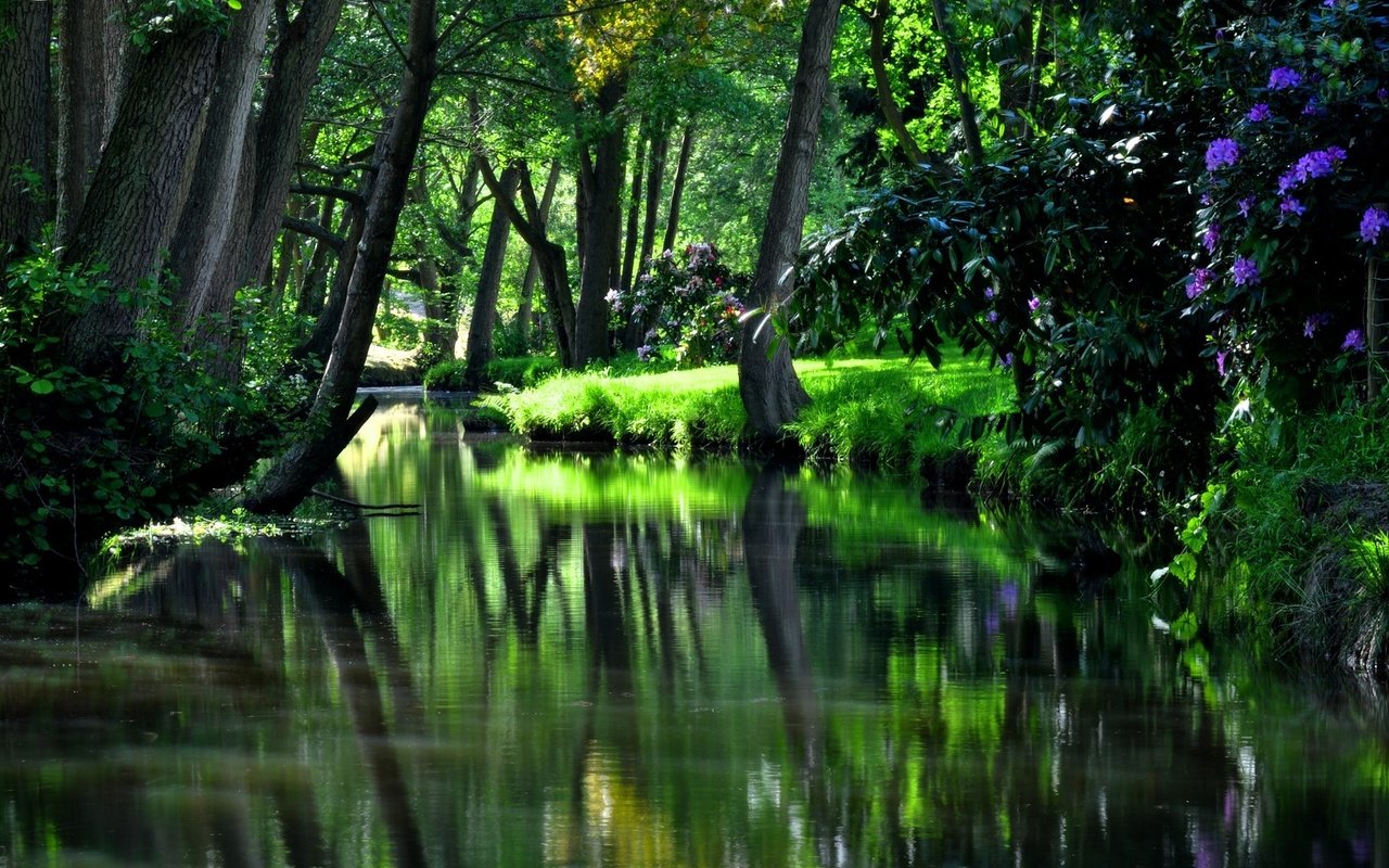 Обои цветы, деревья, река, зелень, лес, отражение, кусты, flowers, trees, river, greens, forest, reflection, the bushes разрешение 1920x1080 Загрузить