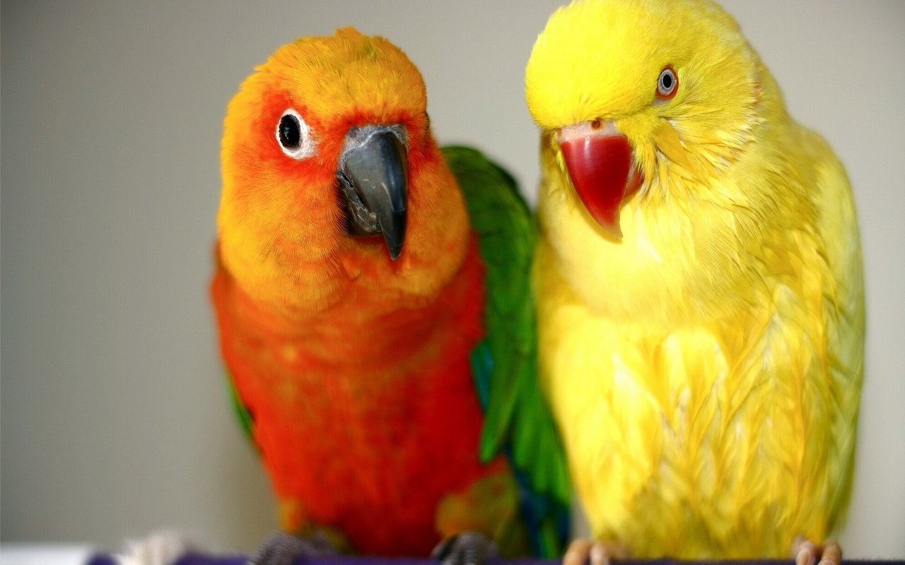 Обои птицы, парочка, яркие, красивые, попугаи, неразлучники, birds, a couple, bright, beautiful, parrots, lovebird разрешение 1920x1275 Загрузить