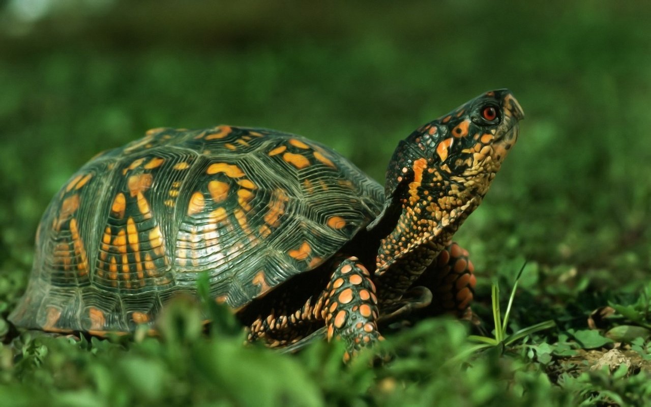 Обои трава, природа, животные, черепаха, панцирь, пресмыкающиеся, grass, nature, animals, turtle, shell, reptiles разрешение 1920x1200 Загрузить