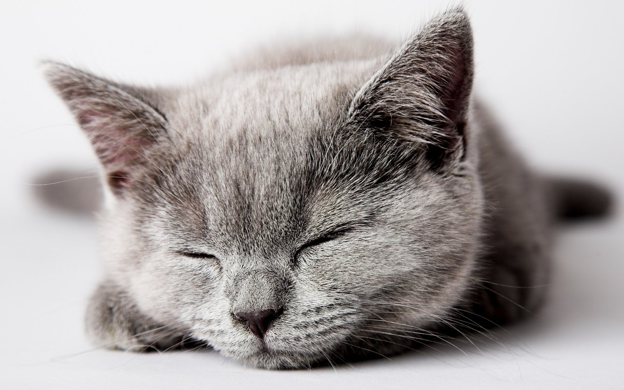 Обои морда, кошка, сон, котенок, серый, face, cat, sleep, kitty, grey разрешение 2560x1600 Загрузить