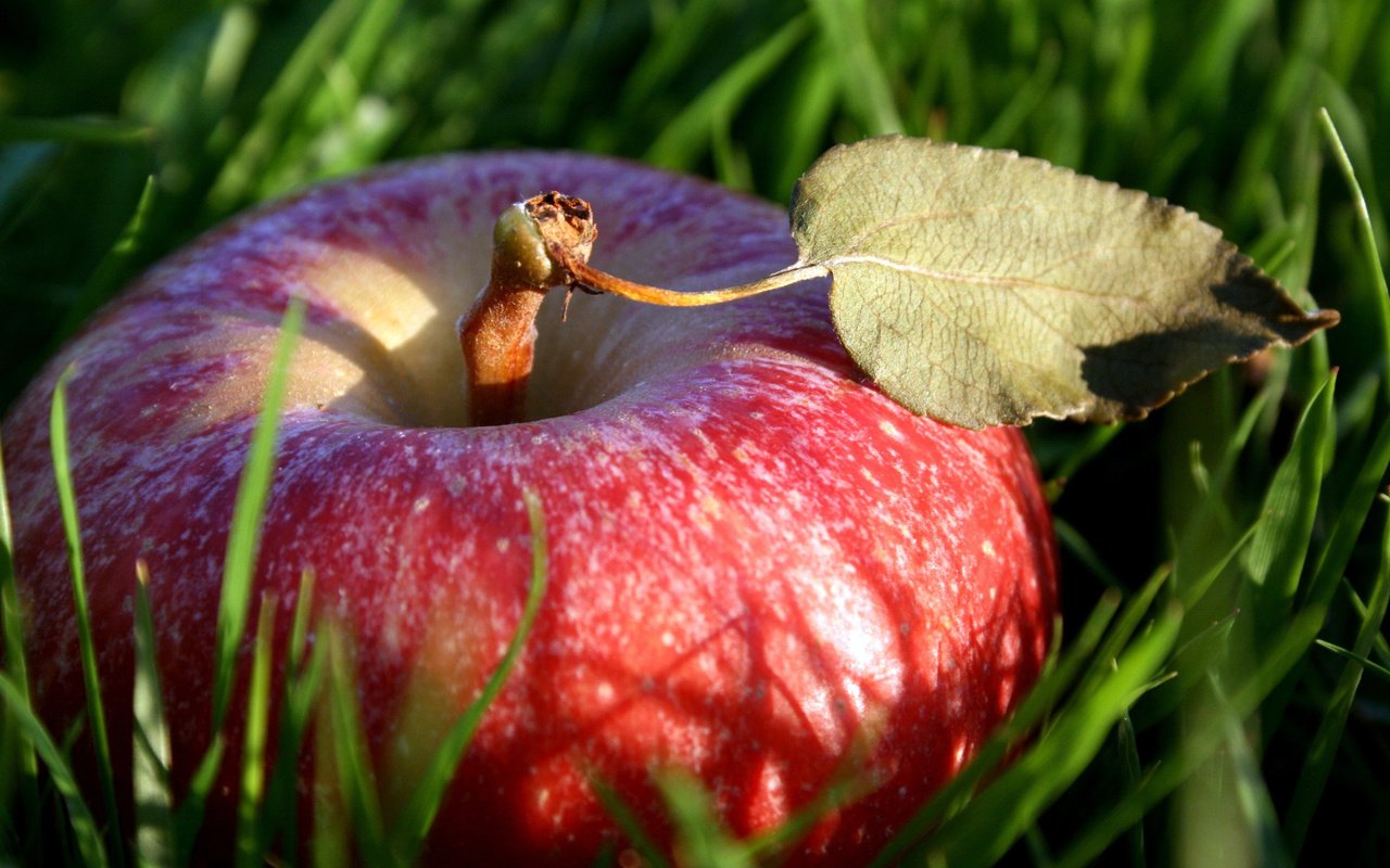 Обои трава, макро, фрукты, лист, плод, яблоко, красное, grass, macro, fruit, sheet, the fruit, apple, red разрешение 2560x1600 Загрузить