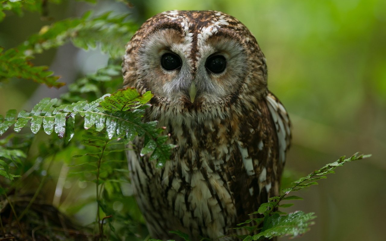 Обои сова, ветка, природа, лес, взгляд, хищник, птица, owl, branch, nature, forest, look, predator, bird разрешение 1920x1280 Загрузить