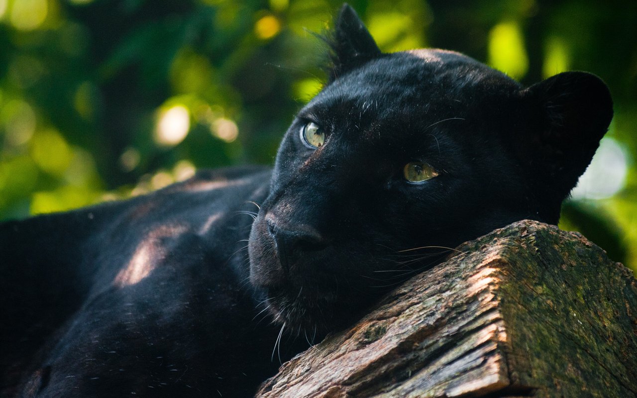 Обои морда, взгляд, лежит, хищник, большая кошка, пантера, черная, face, look, lies, predator, big cat, panther, black разрешение 1920x1280 Загрузить