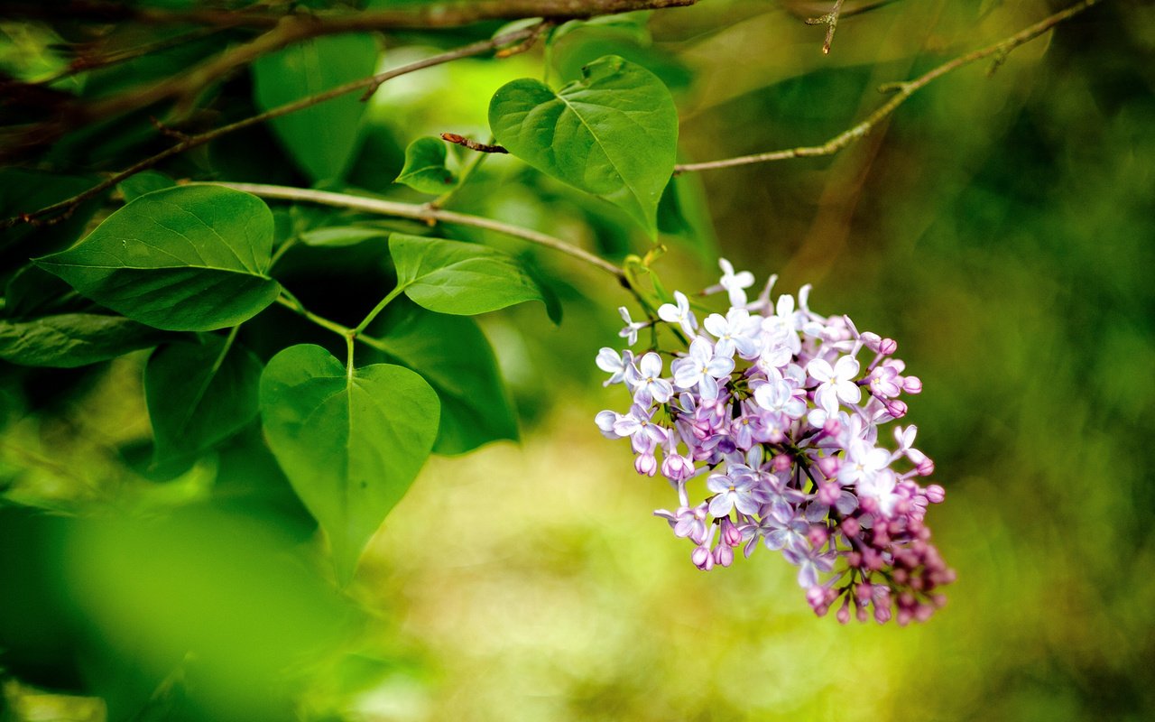 Обои цветы, ветка, макро, весна, сирень, flowers, branch, macro, spring, lilac разрешение 1920x1200 Загрузить