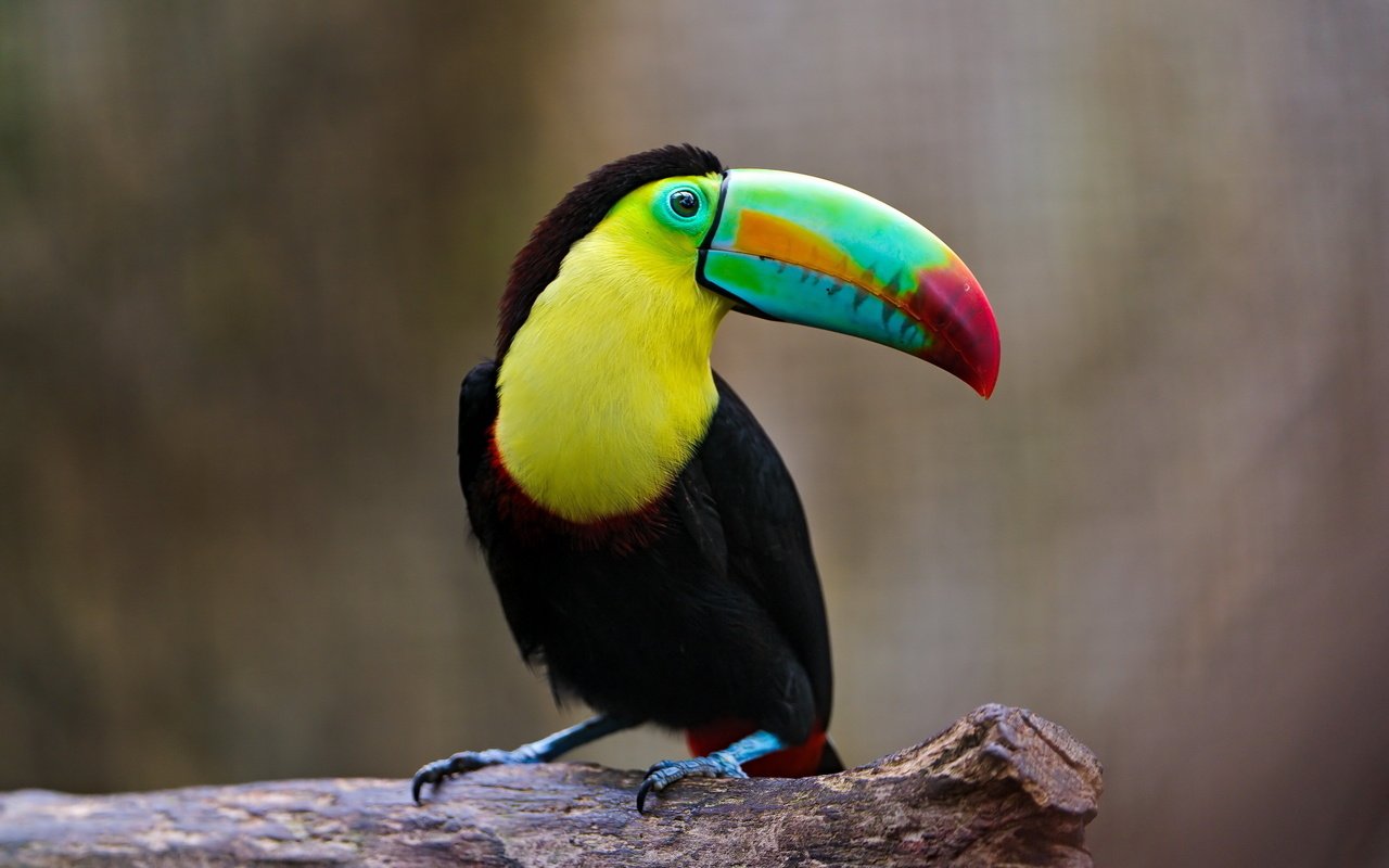 Обои разноцветный, птица, тукан, клюв, оперение, colorful, bird, toucan, beak, tail разрешение 2560x1600 Загрузить