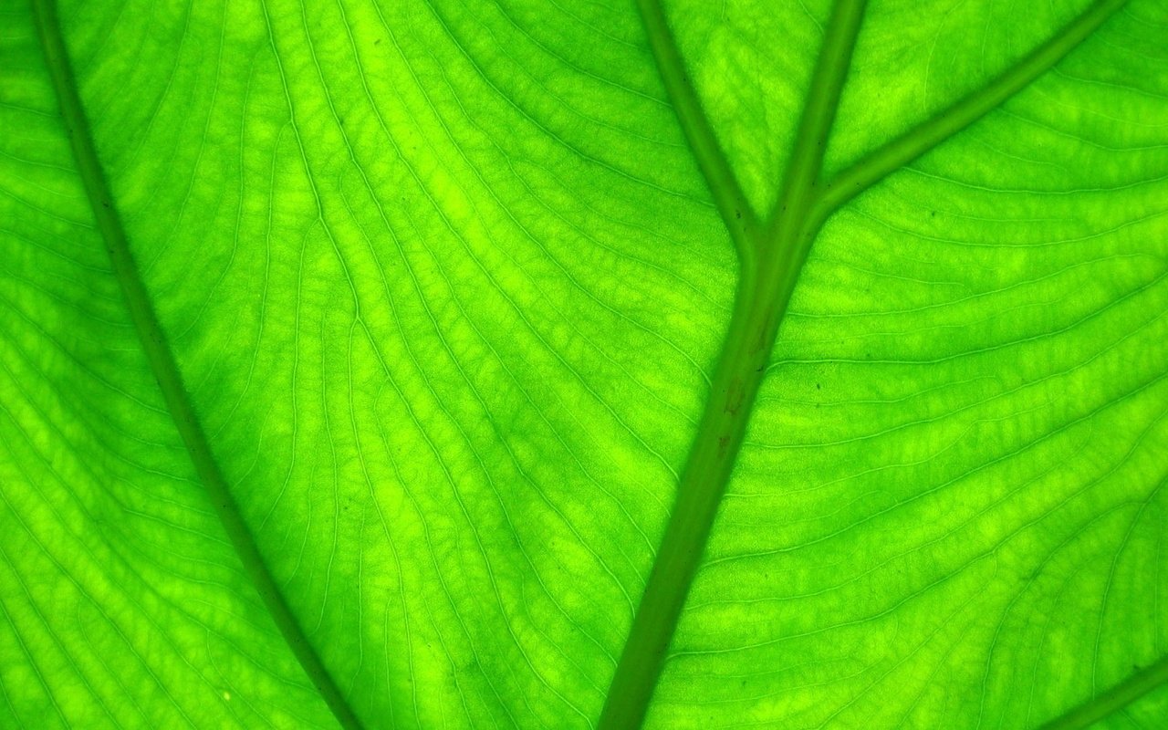 Обои зелёный, макро, лист, прожилки, green, macro, sheet, veins разрешение 1920x1080 Загрузить