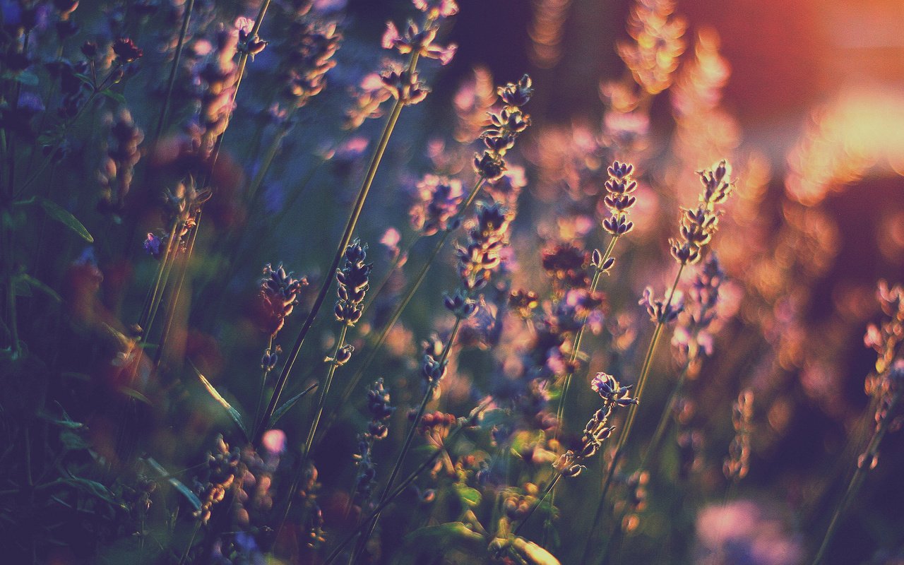 Обои свет, цветы, лаванда, тепло, боке, light, flowers, lavender, heat, bokeh разрешение 1920x1200 Загрузить