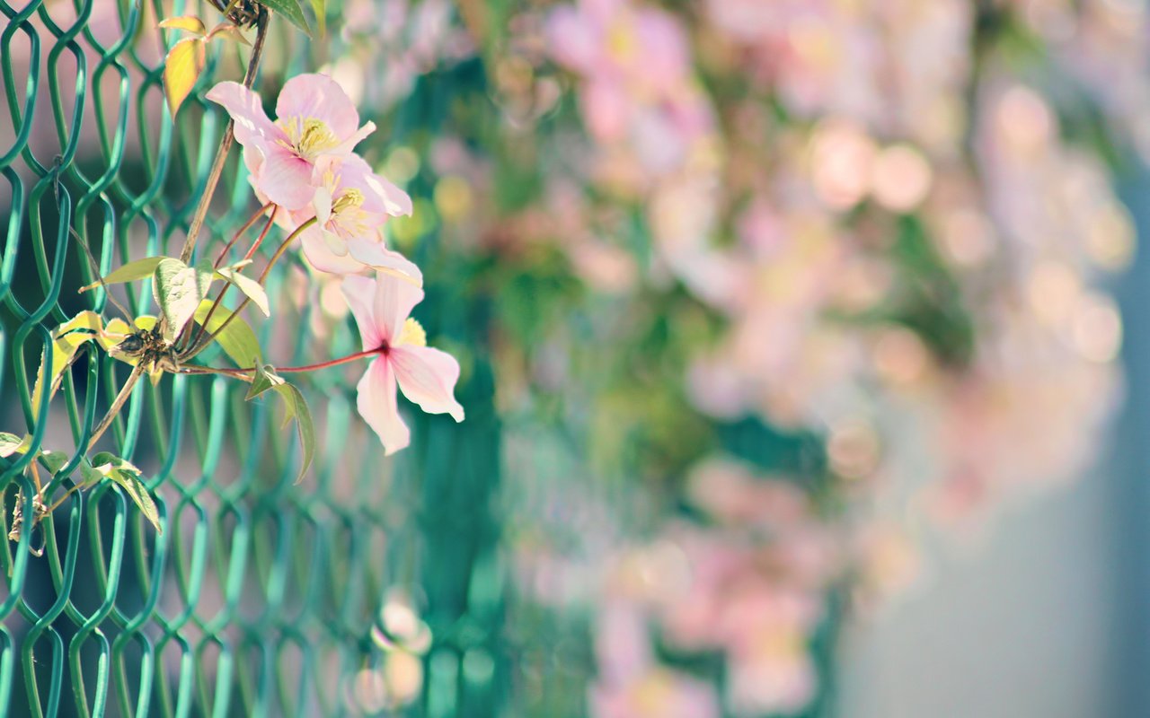 Обои цветы, природа, забор, сетка, розовые, боке, нежные., flowers, nature, the fence, mesh, pink, bokeh, gentle. разрешение 1920x1280 Загрузить