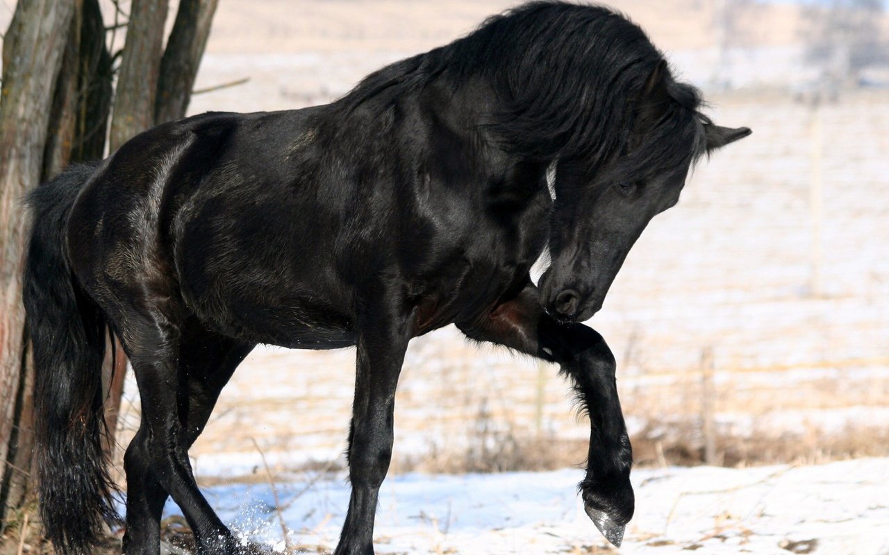 Обои лошадь, снег, дерево, зима, черный, конь, грива, horse, snow, tree, winter, black, mane разрешение 1920x1200 Загрузить