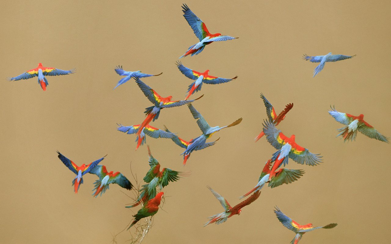 Обои полет, крылья, птицы, ара, попугаи, flight, wings, birds, ara, parrots разрешение 1920x1080 Загрузить