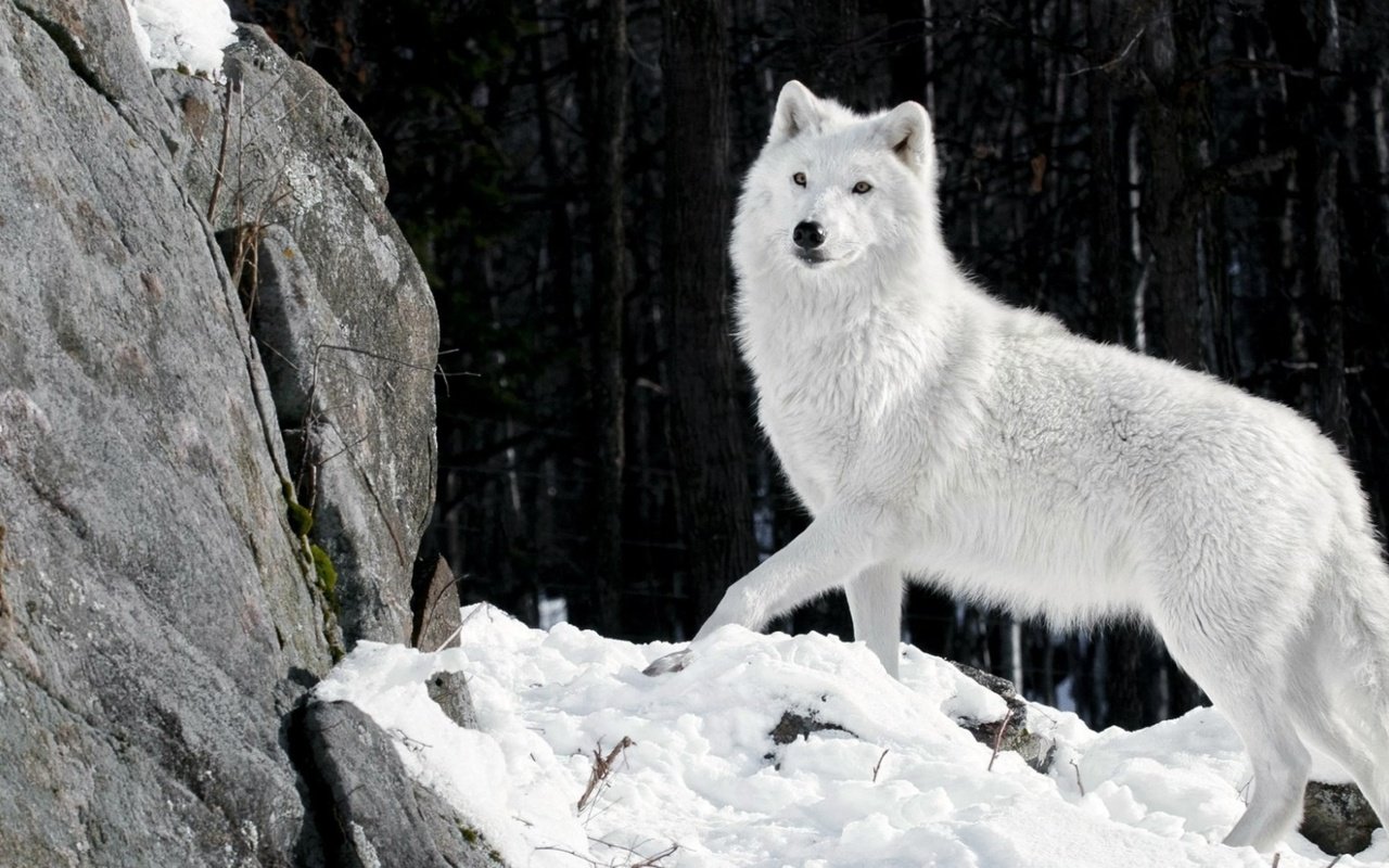 Обои снег, камни, зима, шерсть, белый, хищник, волк, snow, stones, winter, wool, white, predator, wolf разрешение 1920x1080 Загрузить