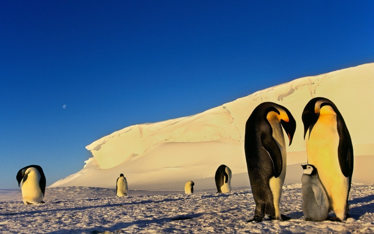 Обои снег, птицы, льдины, пингвины, антарктика, snow, birds, ice, penguins, antarctica разрешение 1920x1200 Загрузить