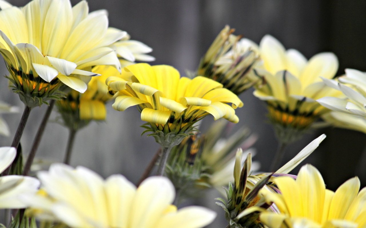 Обои цветы, макро, лепестки, белые, желтые, flowers, macro, petals, white, yellow разрешение 2560x1600 Загрузить