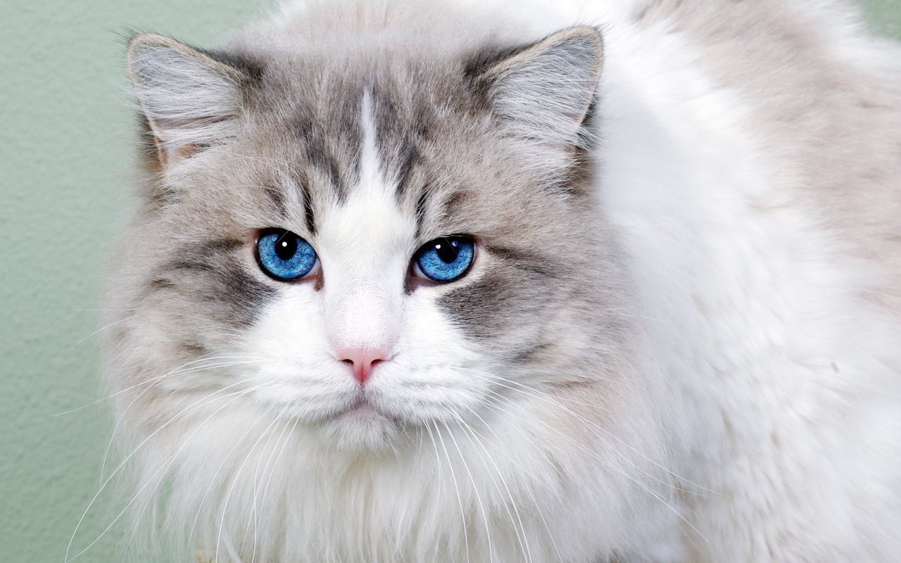 Обои морда, кот, кошка, взгляд, пушистая, голубоглазая, face, cat, look, fluffy, blue-eyed разрешение 2560x1600 Загрузить