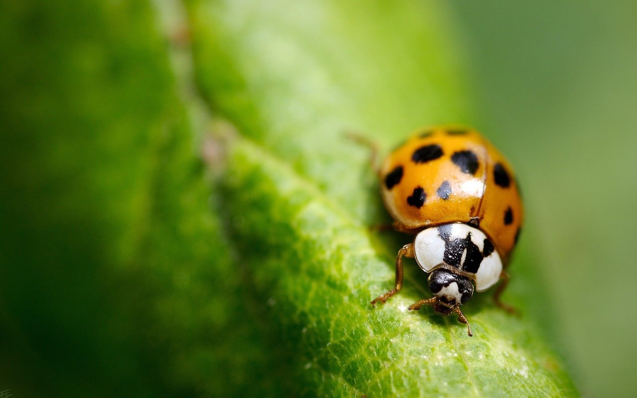 Обои зелень, макро, лист, насекомые, божья коровка, greens, macro, sheet, insects, ladybug разрешение 2560x1560 Загрузить