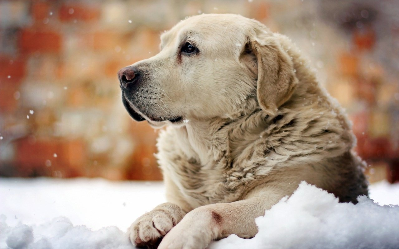 Обои снег, зима, собака, лабрадор, snow, winter, dog, labrador разрешение 1920x1200 Загрузить