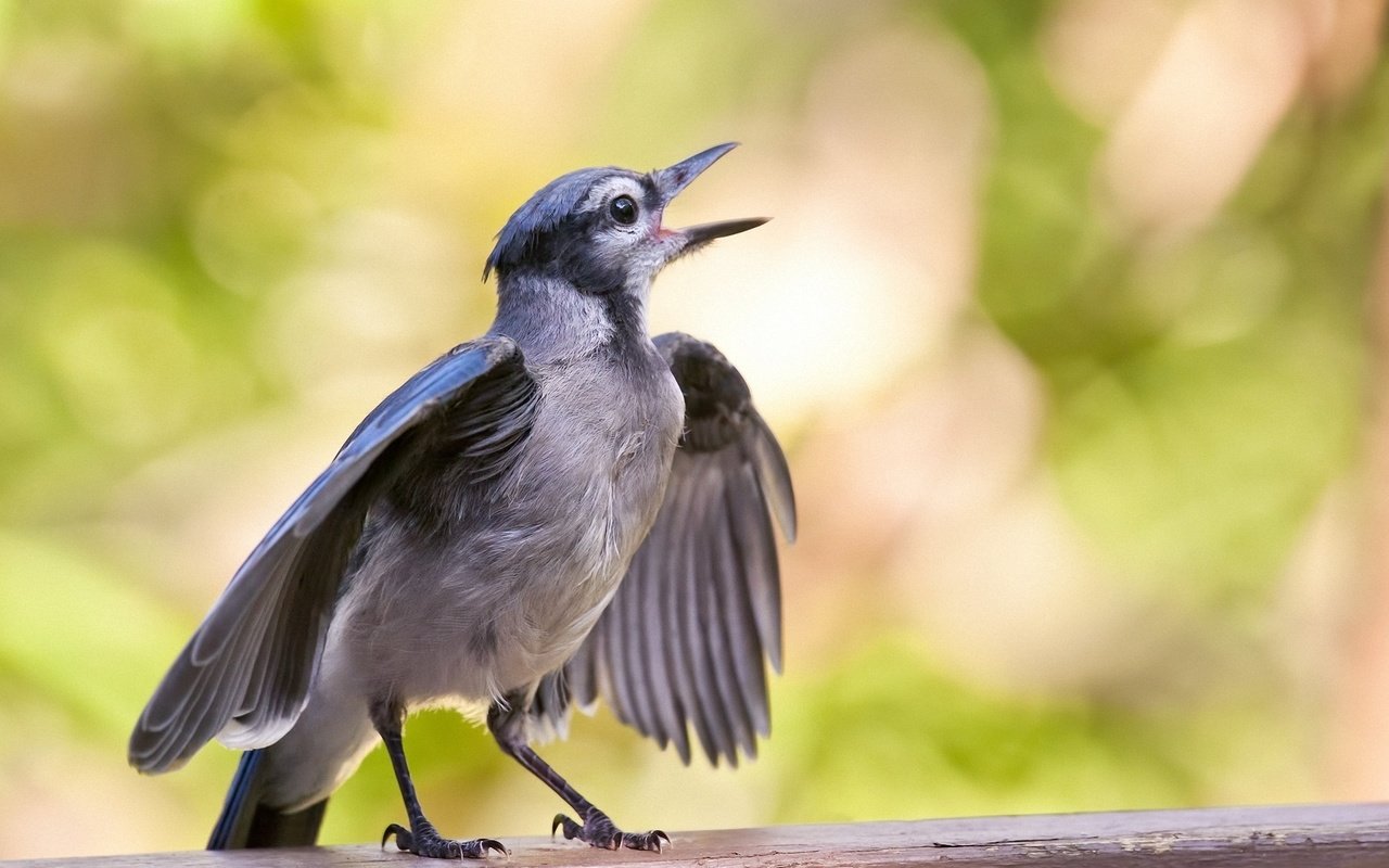 Обои птенец, фон, крылья, птица, голубая, поет, сойка, chick, background, wings, bird, blue, sings, jay разрешение 1920x1274 Загрузить