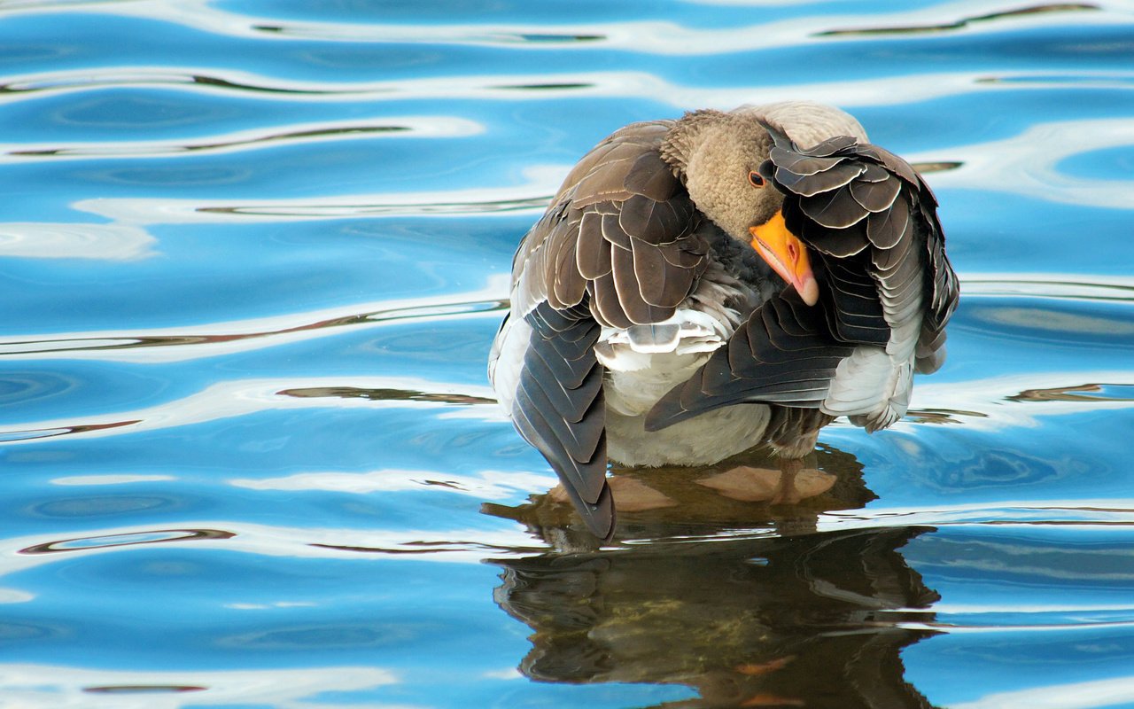 Обои вода, отражение, птица, клюв, перья, утка, water, reflection, bird, beak, feathers, duck разрешение 2560x1600 Загрузить