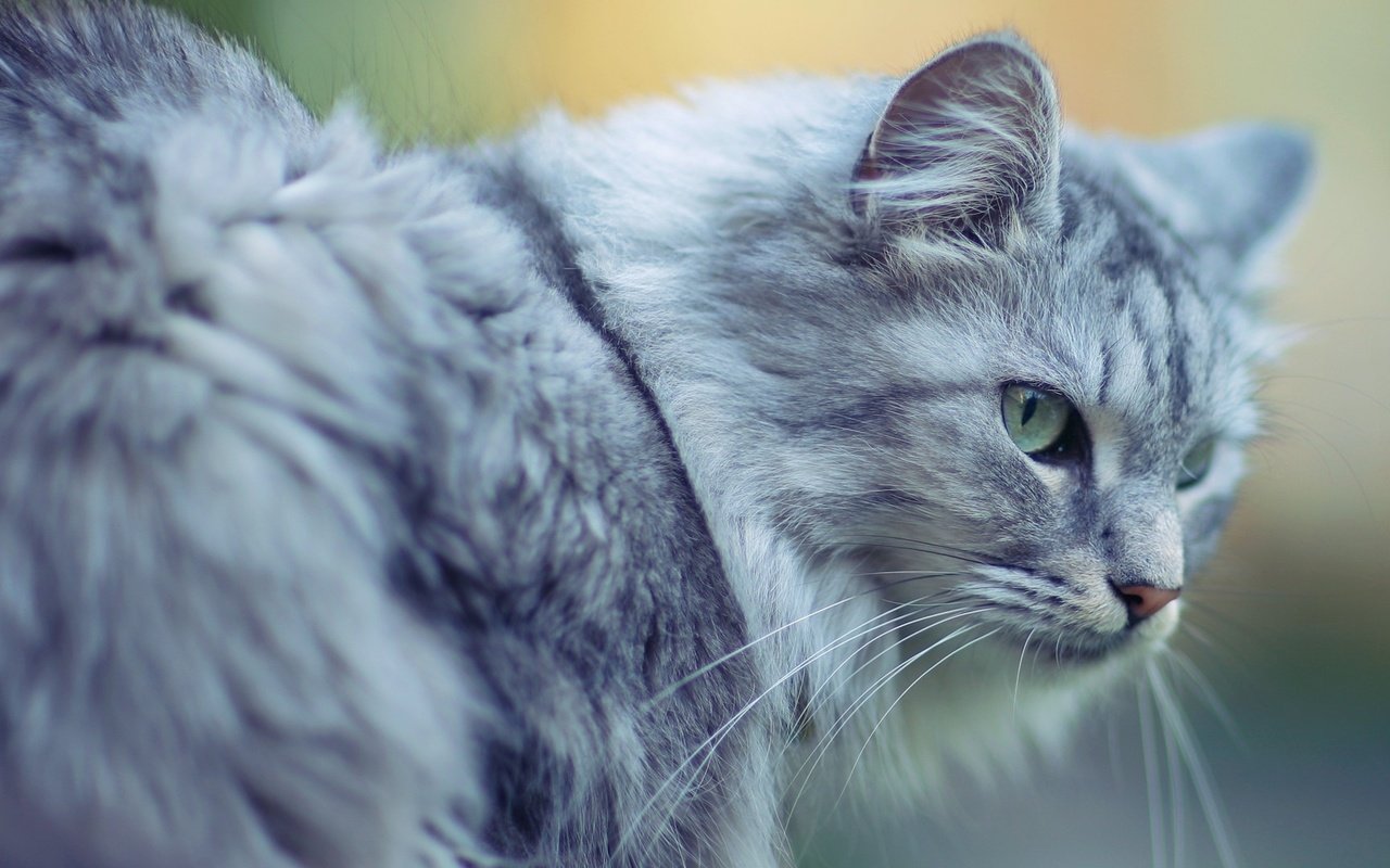 Обои морда, кот, кошка, взгляд, пушистый, серый, большой, face, cat, look, fluffy, grey, large разрешение 1920x1080 Загрузить