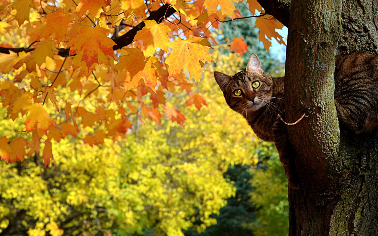 Обои дерево, листья, кот, кошка, осень, клен, полосатый, tree, leaves, cat, autumn, maple, striped разрешение 1920x1200 Загрузить
