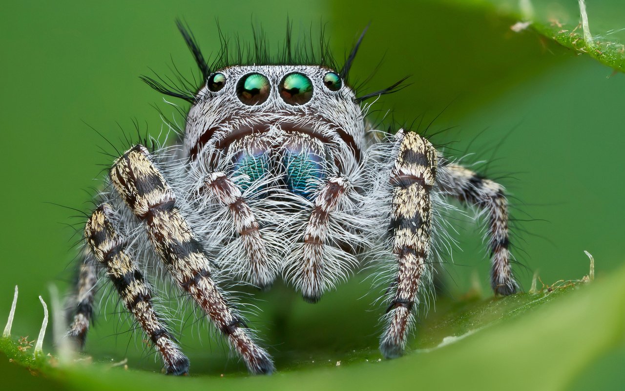 Обои глаза, джампер, смотрит, насекомые, паук, джапер, прыгун, волосатый, паук-скакунчик, eyes, looks, insects, spider, diaper, jumper, hairy, spider-skakuny разрешение 1920x1200 Загрузить
