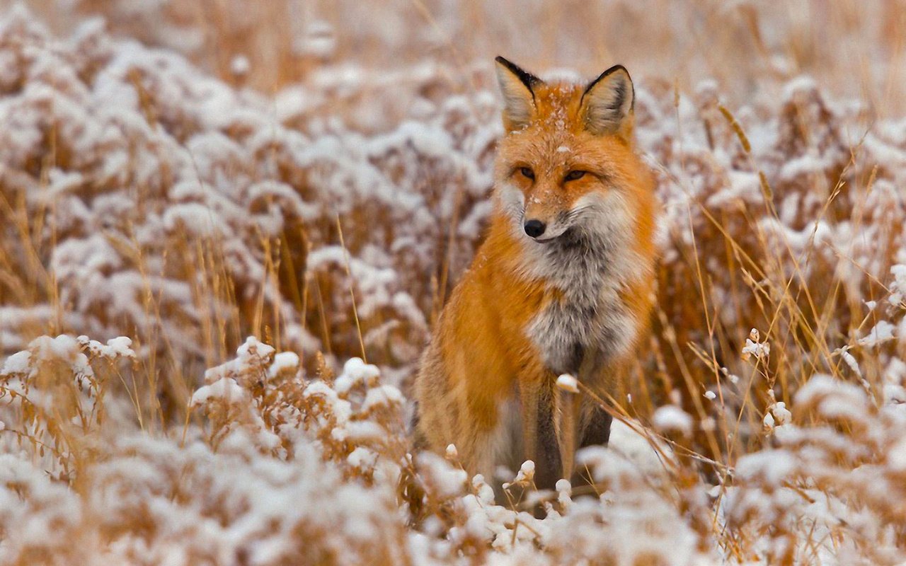 Обои снег, зима, поле, лиса, лисица, snow, winter, field, fox разрешение 1920x1200 Загрузить