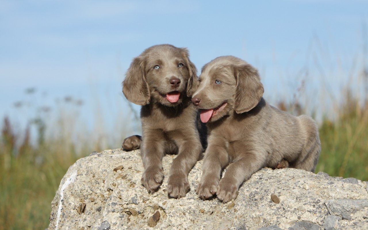 Обои небо, трава, камень, щенки, собаки, веймаранер, the sky, grass, stone, puppies, dogs, the weimaraner разрешение 4752x3168 Загрузить