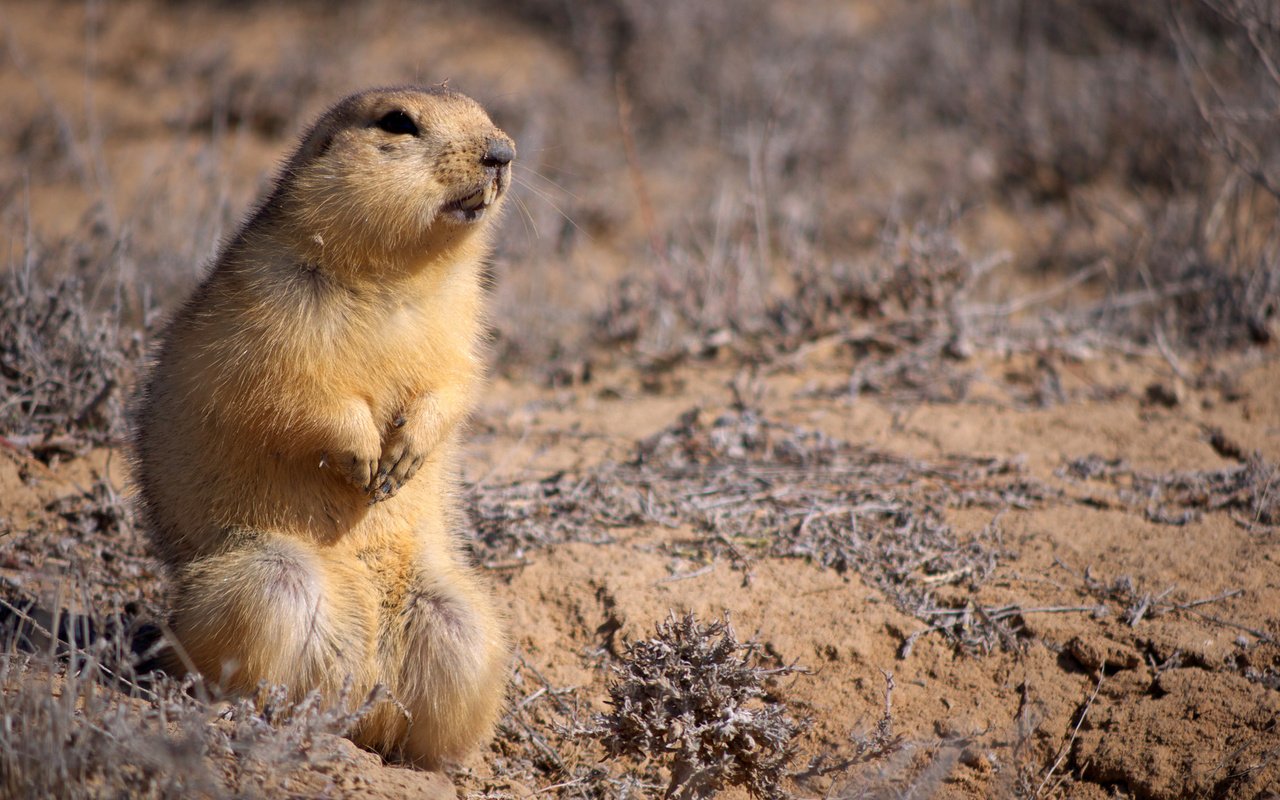 Обои животные, взгляд, стойка, грызун, суслик, глина, суслики, animals, look, stand, rodent, gopher, clay, gophers разрешение 1920x1200 Загрузить