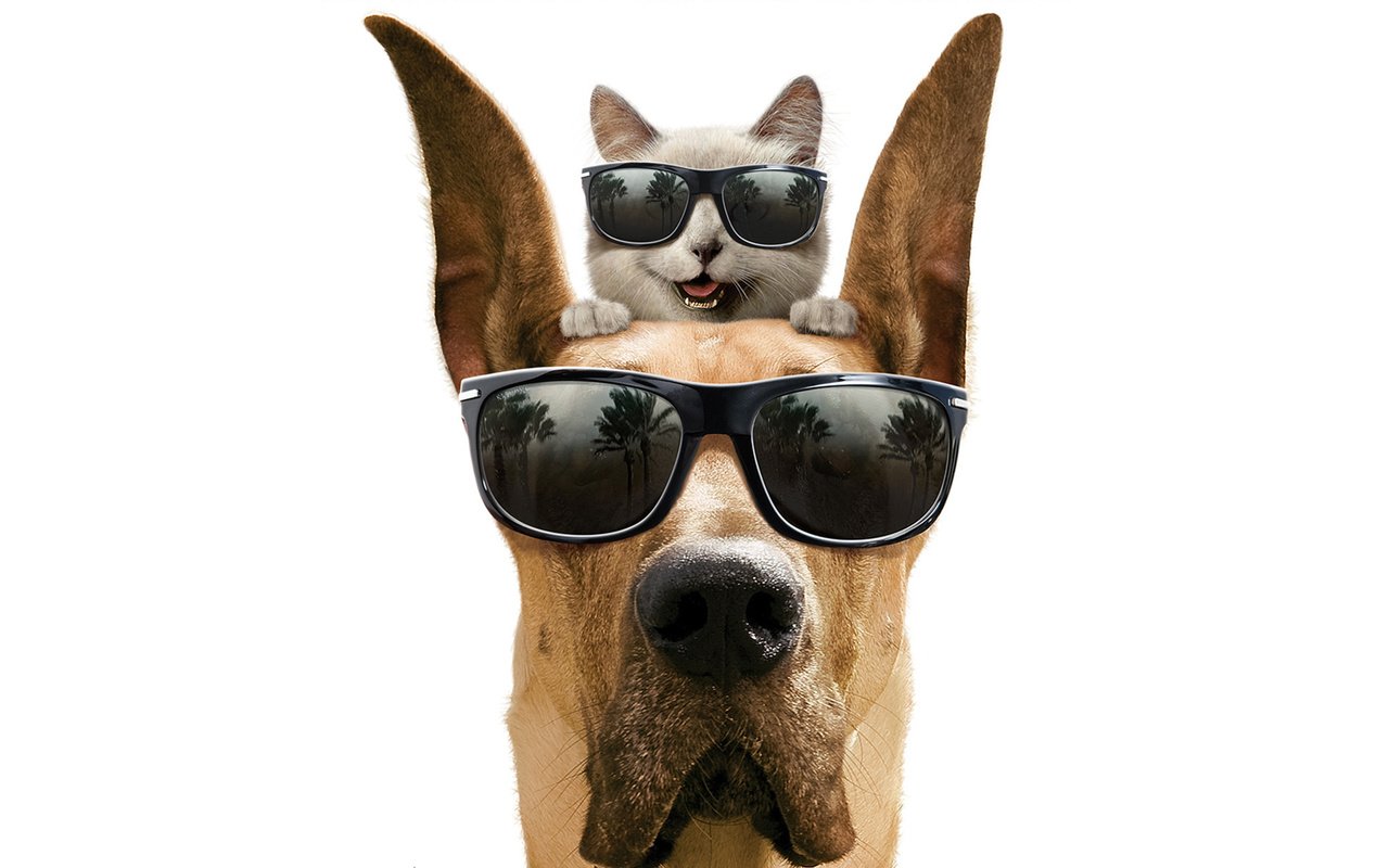 Обои улыбка, кот, очки, собака, юмор, белый фон, дог, smile, cat, glasses, dog, humor, white background разрешение 1920x1200 Загрузить