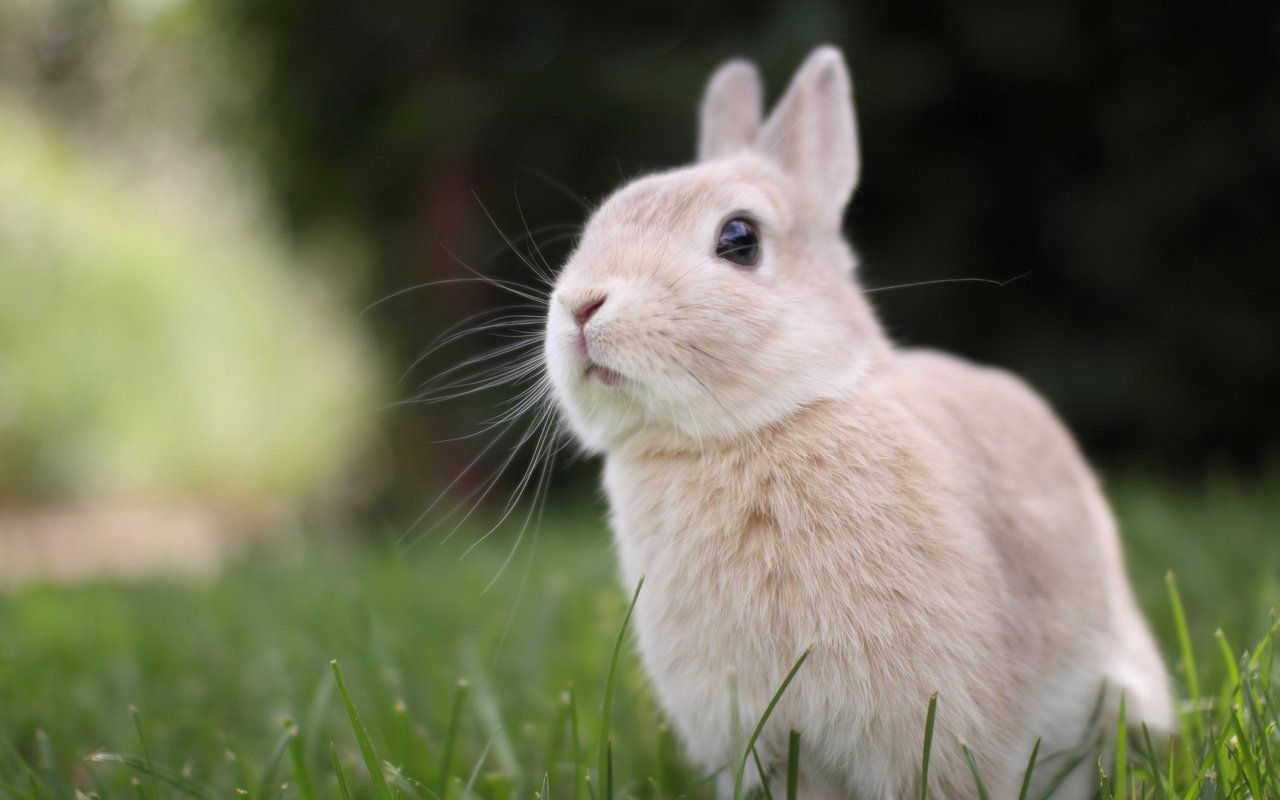 Обои трава, природа, мордочка, взгляд, ушки, кролик, grass, nature, muzzle, look, ears, rabbit разрешение 2048x1365 Загрузить