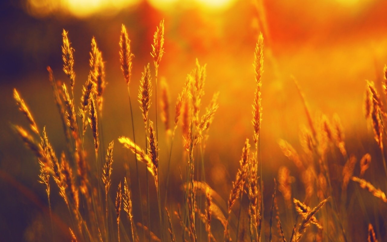 Обои трава, закат, поле, лето, колоски, grass, sunset, field, summer, spikelets разрешение 2560x1600 Загрузить
