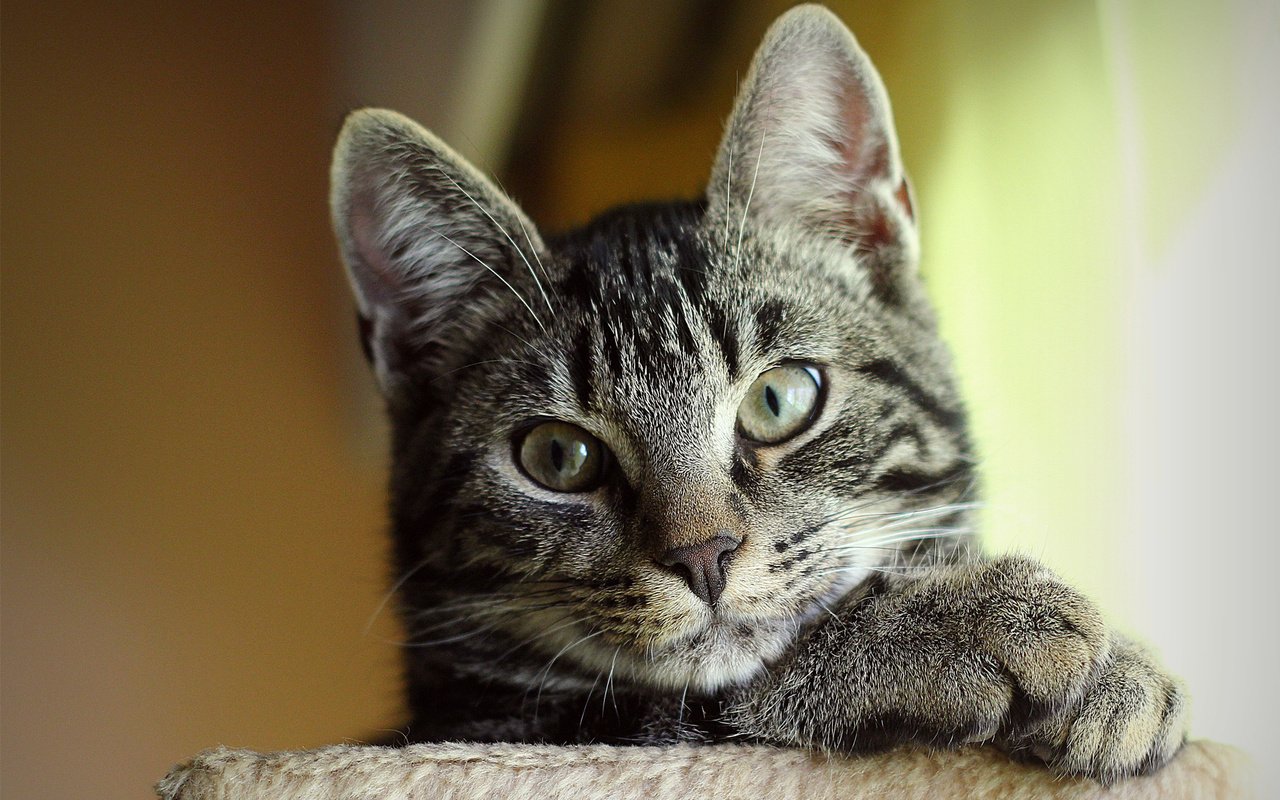 Обои морда, кот, кошка, взгляд, серый, полосатый, милый, face, cat, look, grey, striped, cute разрешение 1920x1200 Загрузить