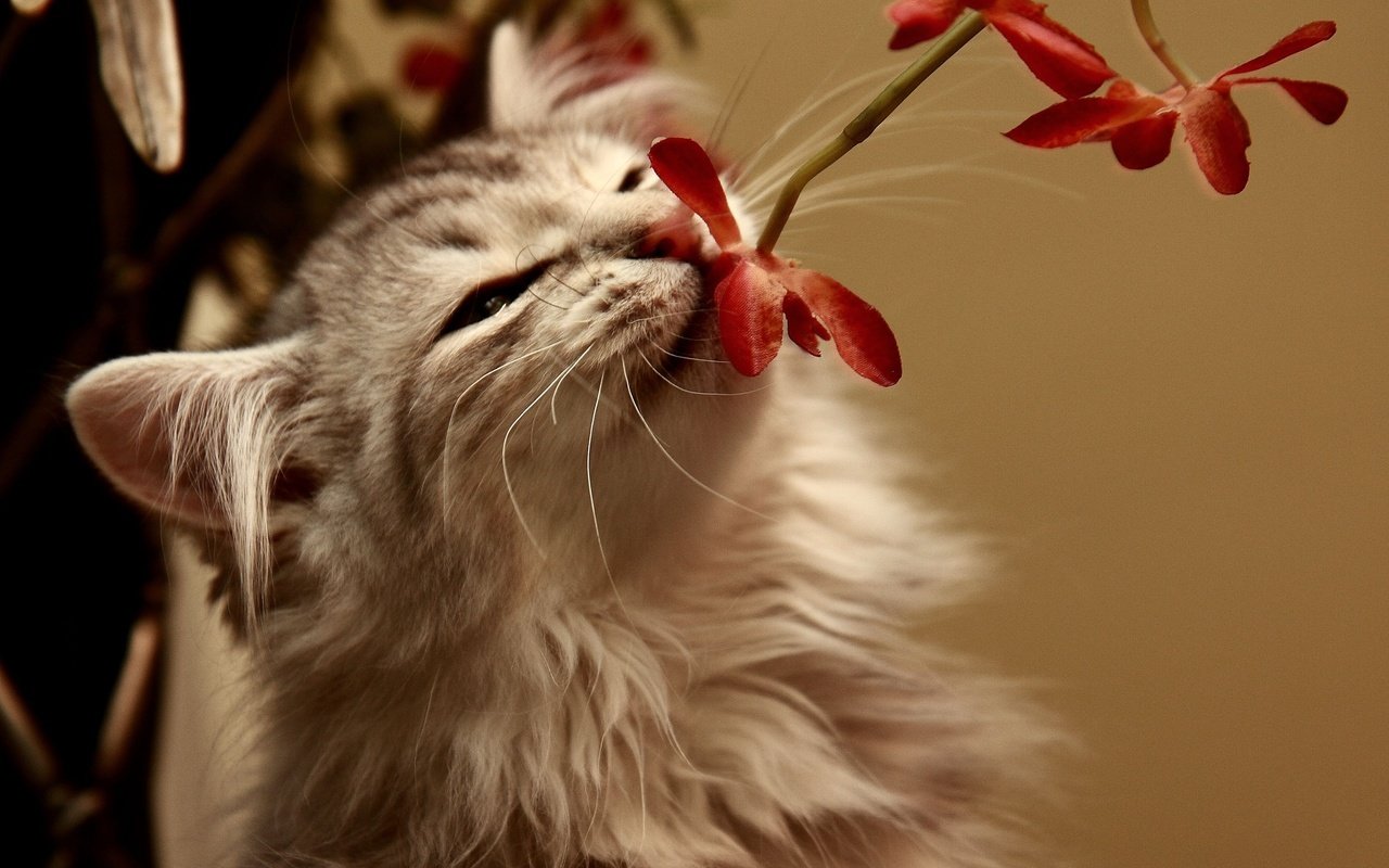 Обои цветок, кот, кошка, пушистый, запах, flower, cat, fluffy, the smell разрешение 2560x1600 Загрузить