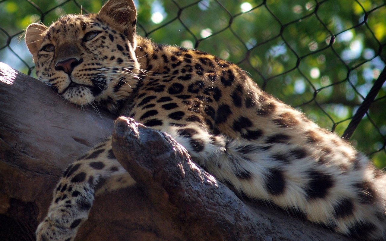 Обои леопард, хищник, зоопарк, дикая кошка, leopard, predator, zoo, wild cat разрешение 2048x1536 Загрузить