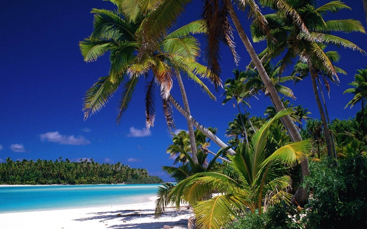 Обои пляж, пальмы, тропики, beach, palm trees, tropics разрешение 2560x1920 Загрузить