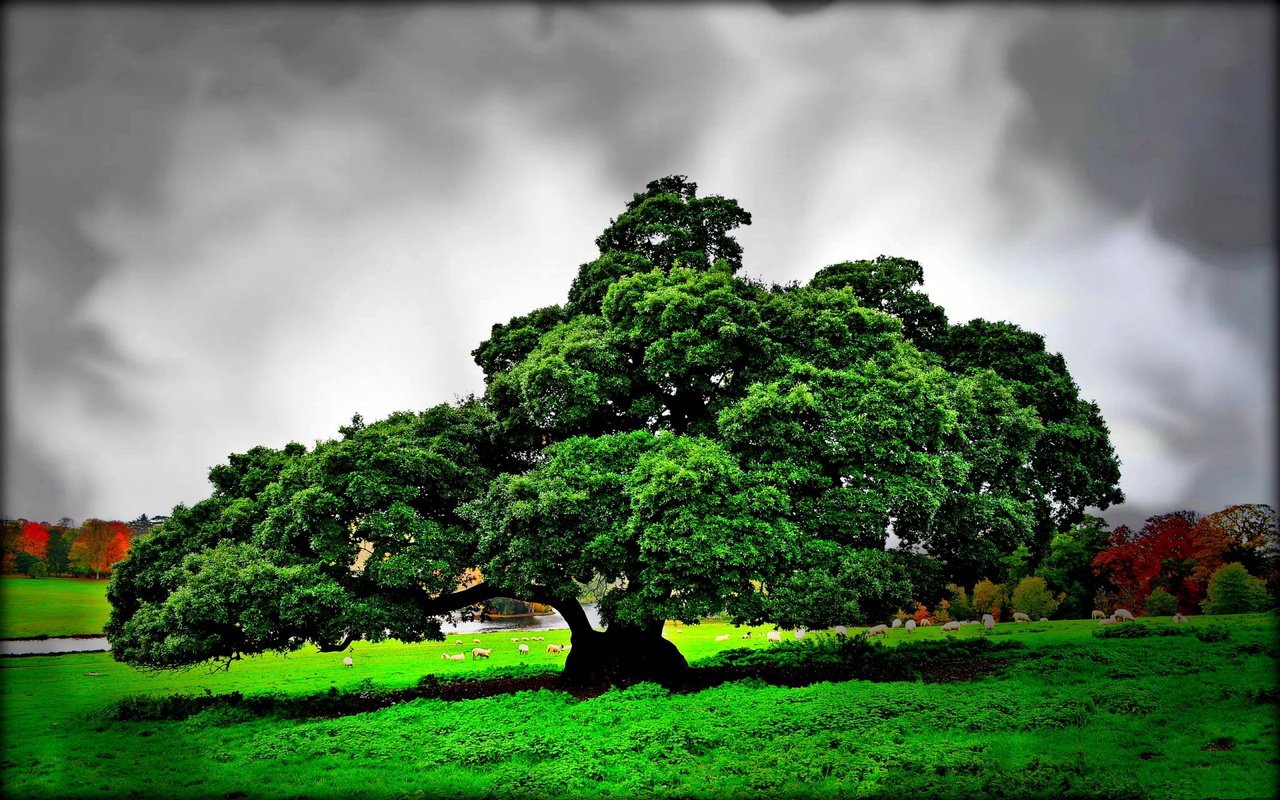 Обои дерево, тучи, пейзаж, поле, овцы, tree, clouds, landscape, field, sheep разрешение 1920x1200 Загрузить