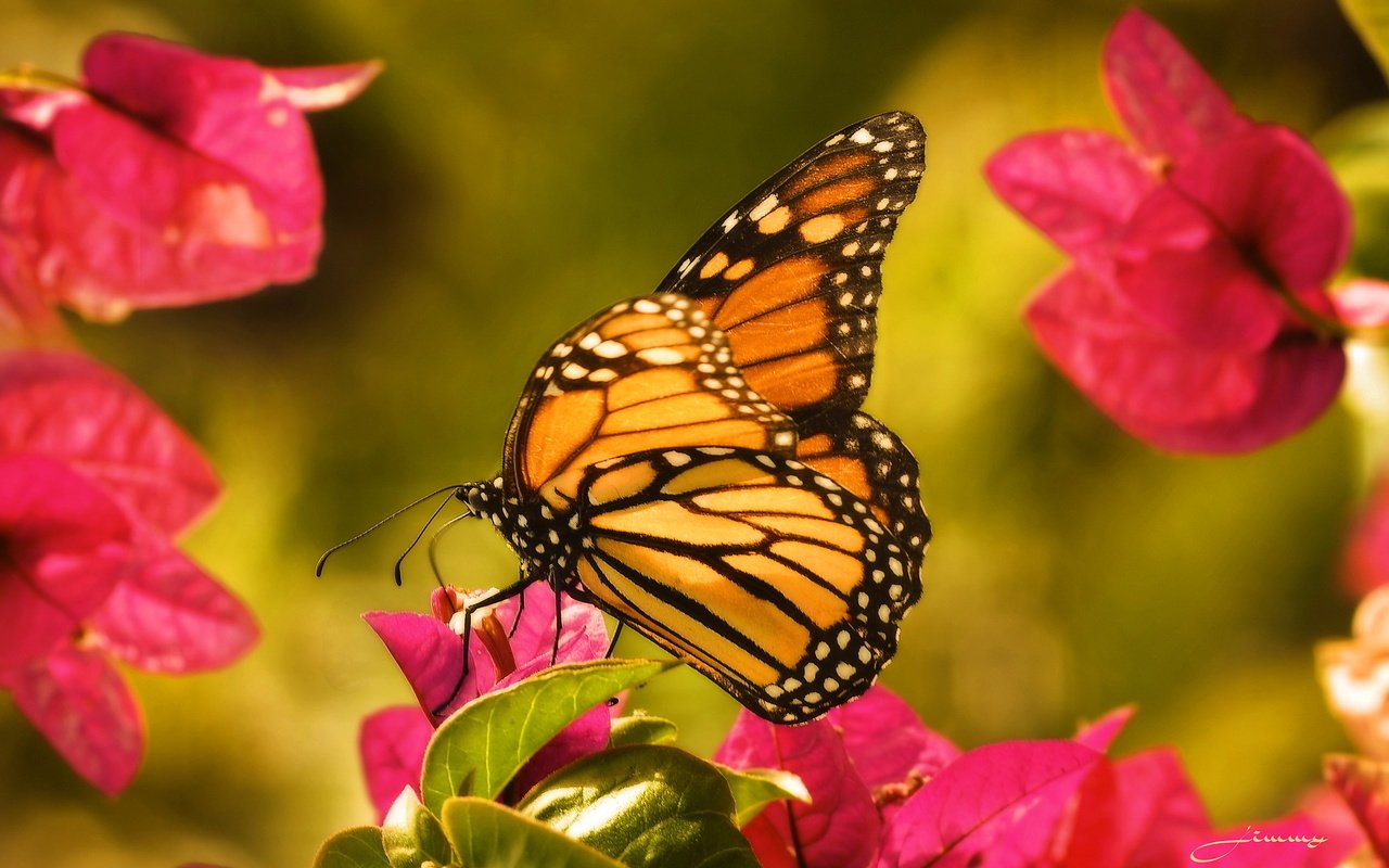 Обои цветы, макро, бабочка, крылья, насекомые, данаида монарх, flowers, macro, butterfly, wings, insects, the monarch разрешение 2048x1301 Загрузить